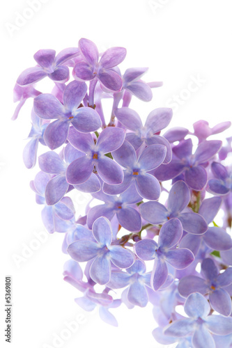 Common lilac flower detail (Syringa vulgaris)