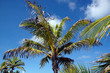 Tropical Palm