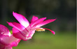 fleur de saint antoine