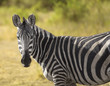 Black And White Zebra