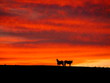 cavalli al tramonto