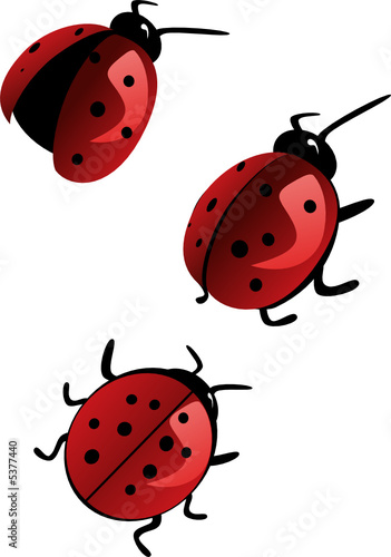 ladybird ladybird