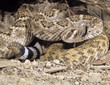 Western diamondback rattlesnake Western diamondback rattlesnake