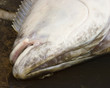 boated halibut