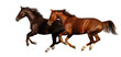 Image : gallop horses