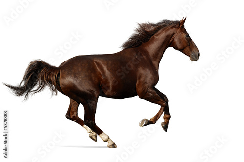 gallop horse