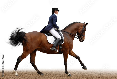 dressage
