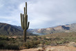 Saguaro Cactus at the Apache Trails in Arizona