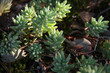 plante grasse 5 plante grasse 5