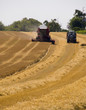 Ongoing harvesting barley fileds  using combined harvester.