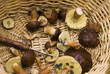 Basket with knife and different mushroomes Basket with knife and different mushroomes