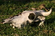 skull