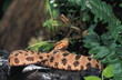 Red pygmy rattlesnake Red pygmy rattlesnake