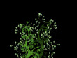 background illustration - black and green