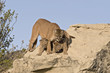 Cougar protecting her kits. North Dakota's Badlands Cougar protecting her kits. North Dakota's Badlands
