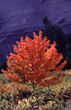 l'arbre aux couleurs de feu