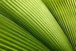 leaf texture background