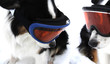 Ski dog and puppy