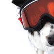 Extreme Doggy Sports
