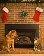 Dog and cat under mistletoe. Dog and cat under mistletoe.