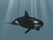 Killer whale