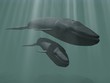 baleines bleues