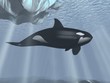 Killer whale 