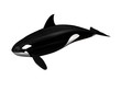 Killer whale