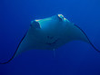 Manta