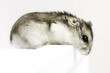 Dwarf hamster look down on light background