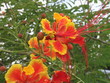 Fleurs de petit flamboyant Fleurs de petit flamboyant