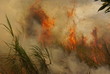feuer