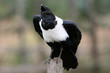 Corbeau pie