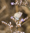 papillon