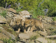 Gray wolves at den site Gray wolves at den site