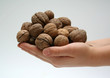 Foto: Kinderhand mit Walnüssen Kinderhand mit Walnüssen
