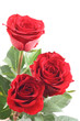 three beautiful red roses isolated on white