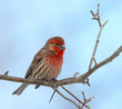 House Finch bird