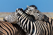 Zebras in Love