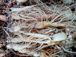 Ginseng 3