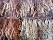 Ginseng