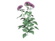 Illustration of a Dahlia (raytraced image)