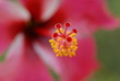 pollen