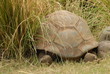tortue terrestre 002