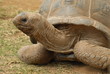 tortue terrestre 001