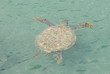 tortue albinos
