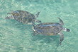 balai tortues