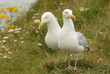 couple goélan