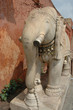 Eléphant indien
