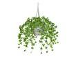 Swedish Ivy